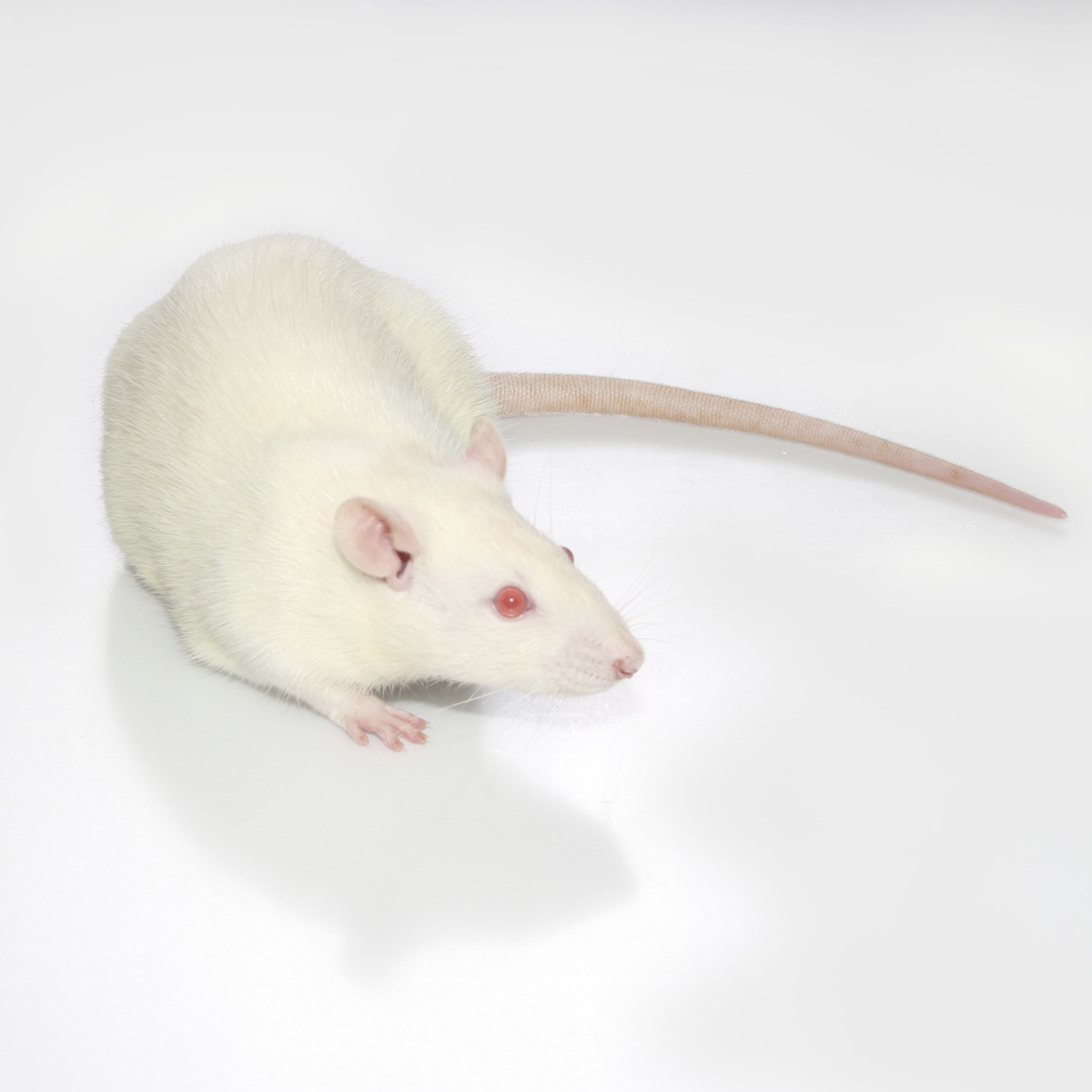 Hilltop Lab Animals, Inc. | Rat Strains